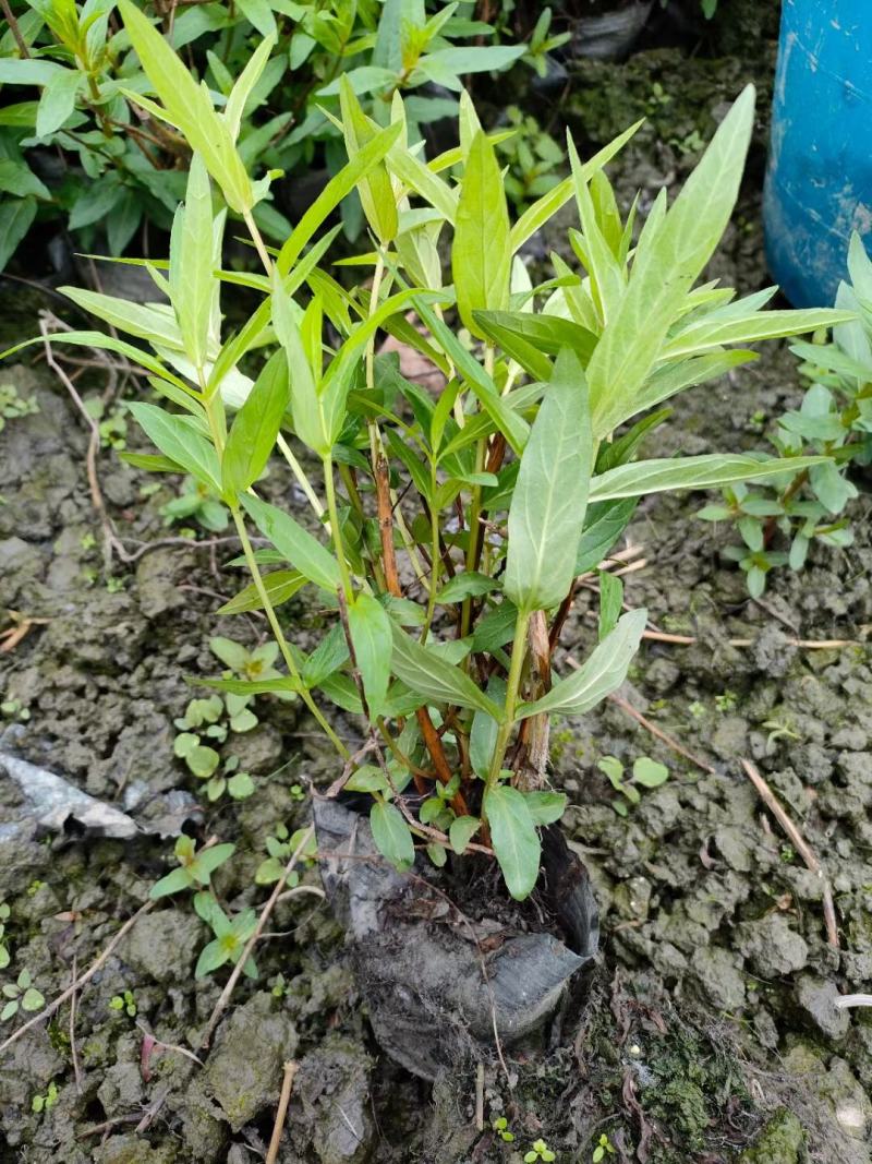 本苗圃常年供应精品水生植物千屈菜，量大从优，质优价廉
