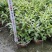 本苗圃常年供应精品水生植物千屈菜，量大从优，质优价廉