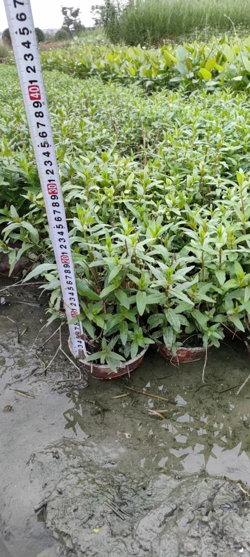 本苗圃常年供应精品水生植物千屈菜，量大从优，质优价廉