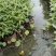 本苗圃常年供应精品水生植物千屈菜，量大从优，质优价廉
