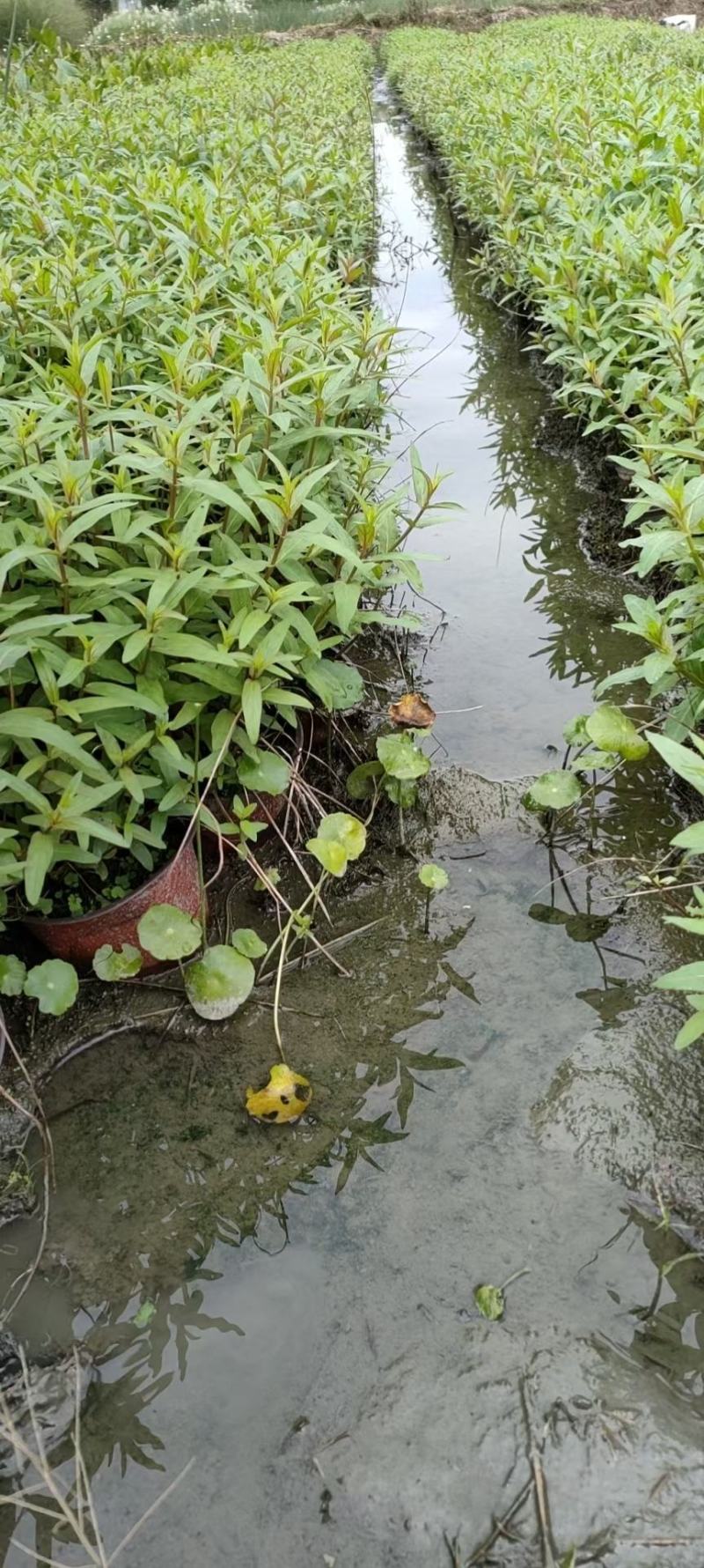 本苗圃常年供应精品水生植物千屈菜，量大从优，质优价廉
