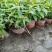 本苗圃常年供应精品水生植物千屈菜，量大从优，质优价廉