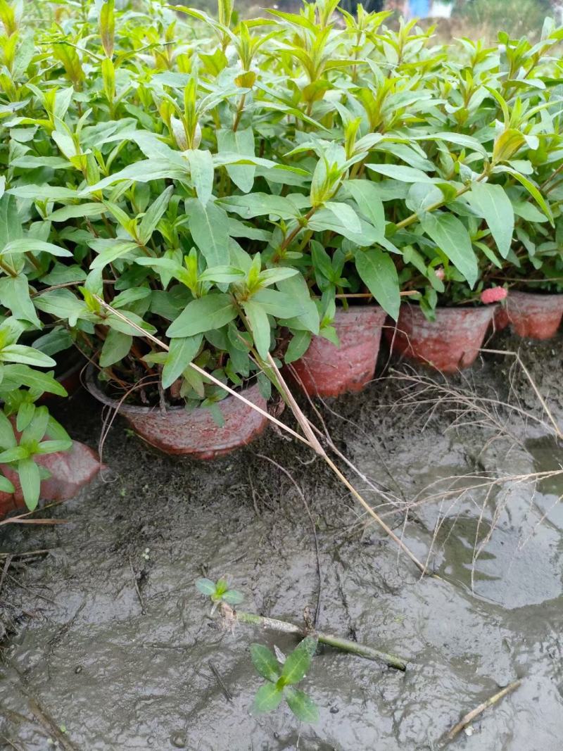 本苗圃常年供应精品水生植物千屈菜，量大从优，质优价廉