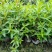 本苗圃常年供应精品水生植物千屈菜，量大从优，质优价廉