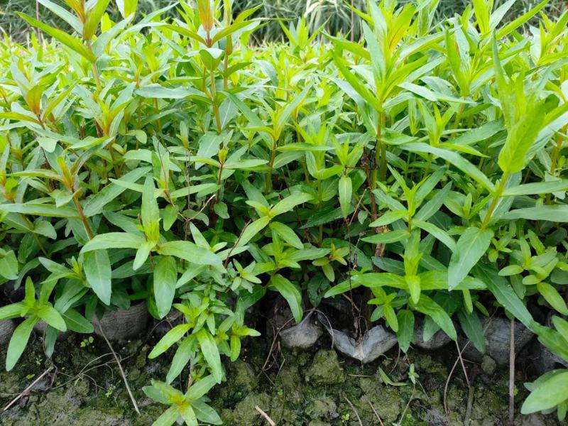 本苗圃常年供应精品水生植物千屈菜，量大从优，质优价廉