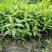 本苗圃常年供应精品水生植物千屈菜，量大从优，质优价廉