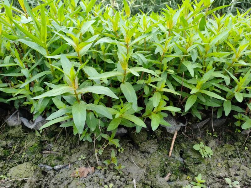 本苗圃常年供应精品水生植物千屈菜，量大从优，质优价廉
