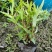 本苗圃常年供应精品水生植物千屈菜，量大从优，质优价廉