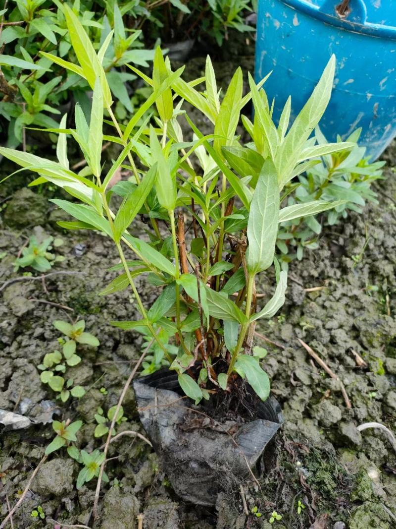 本苗圃常年供应精品水生植物千屈菜，量大从优，质优价廉