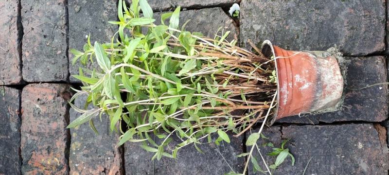 本苗圃常年供应精品水生植物千屈菜，量大从优，质优价廉