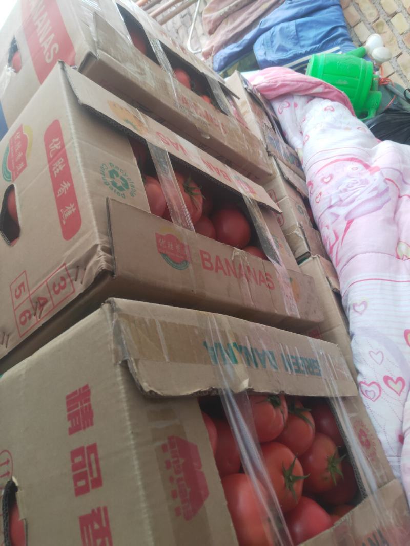 硬粉西红柿全国代发。