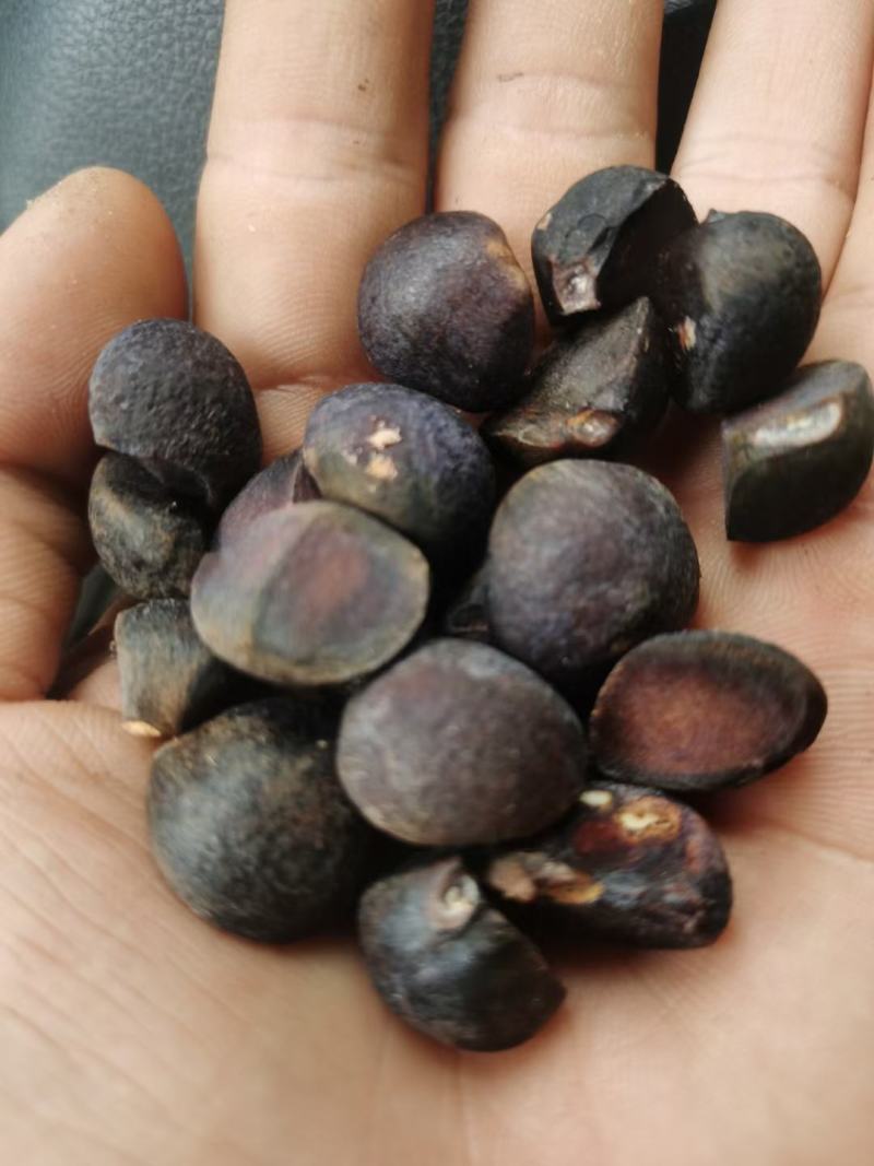 广西高山新鲜茶籽果茶籽山茶籽油树新鲜