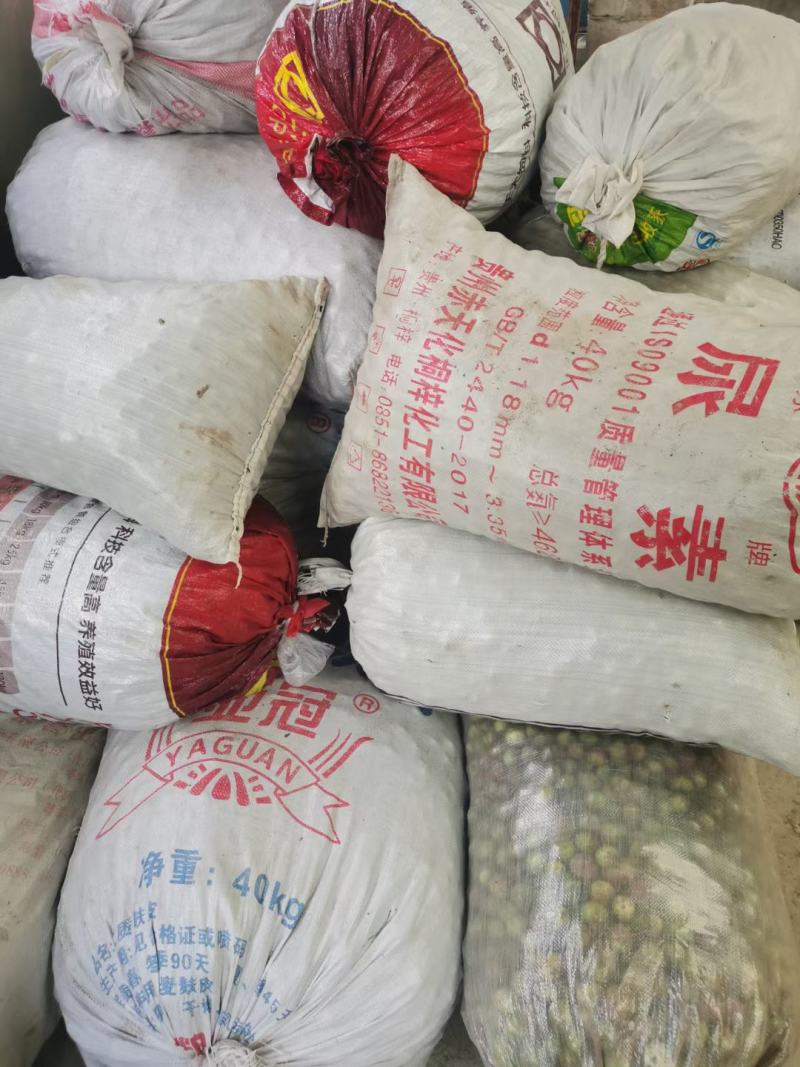 广西高山新鲜茶籽果茶籽山茶籽油树新鲜