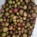 广西高山新鲜茶籽果茶籽山茶籽油树新鲜