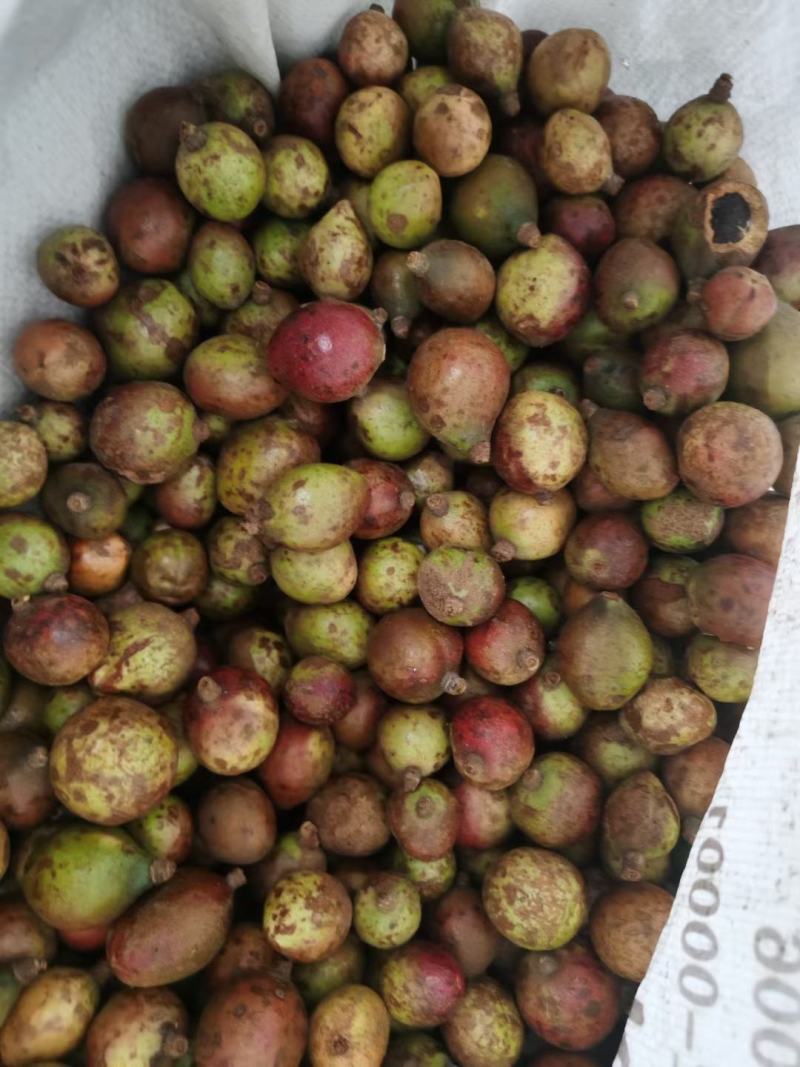 广西高山新鲜茶籽果茶籽山茶籽油树新鲜