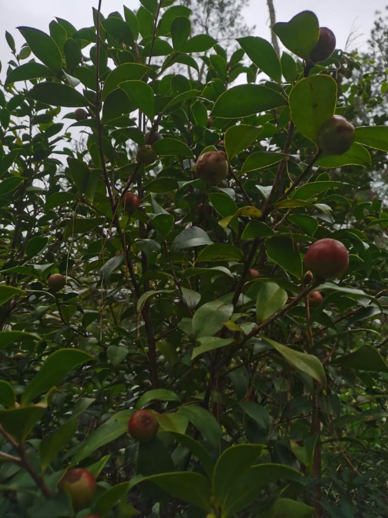 广西高山新鲜茶籽果茶籽山茶籽油树新鲜