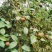 广西高山新鲜茶籽果茶籽山茶籽油树新鲜