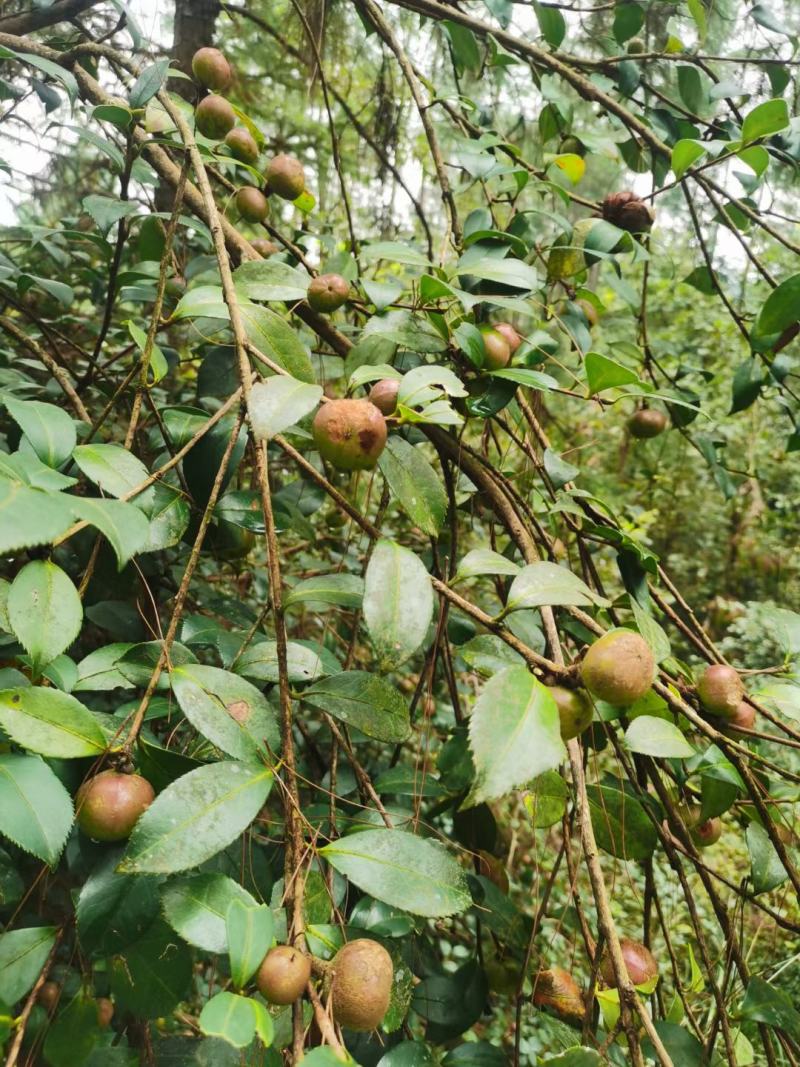 广西高山新鲜茶籽果茶籽山茶籽油树新鲜