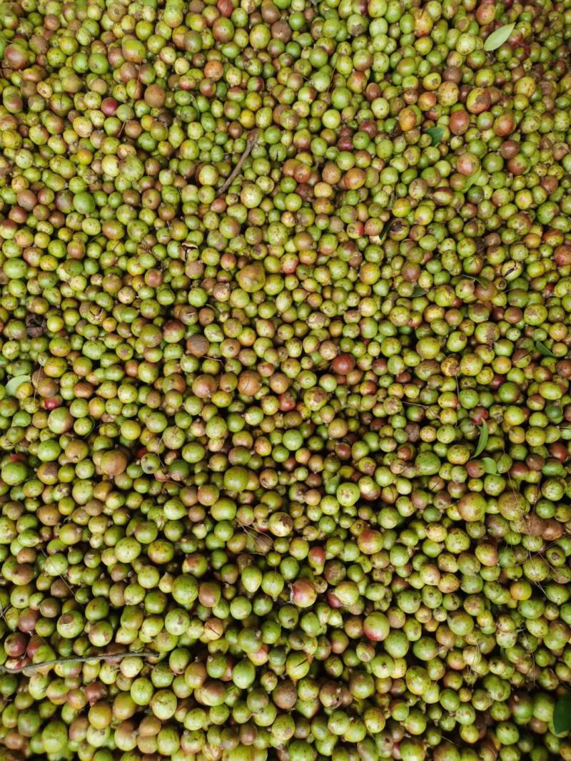 广西高山新鲜茶籽果茶籽山茶籽油树新鲜