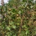 广西高山新鲜茶籽果茶籽山茶籽油树新鲜