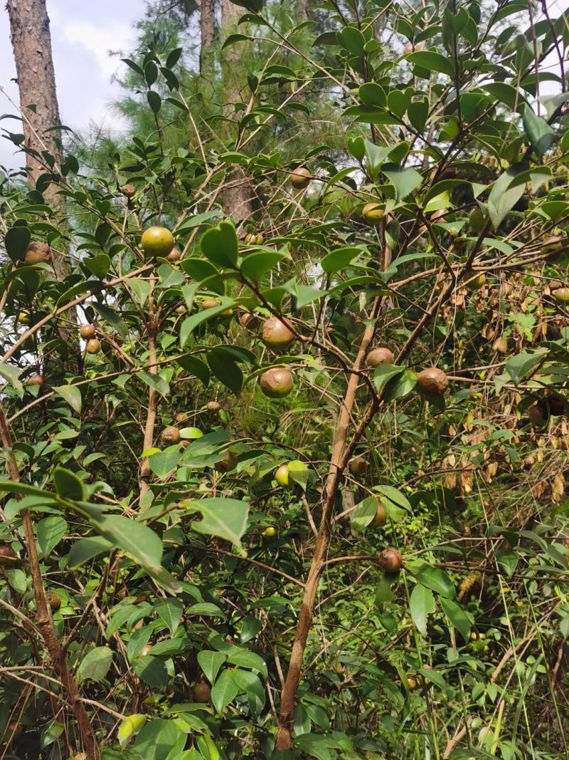 广西高山新鲜茶籽果茶籽山茶籽油树新鲜