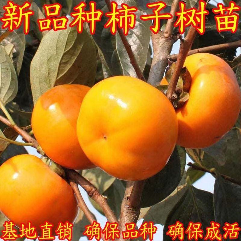 巧克力柿子树苗糖心脆柿果树苗种植地栽不用脱涩甜脆柿子苗