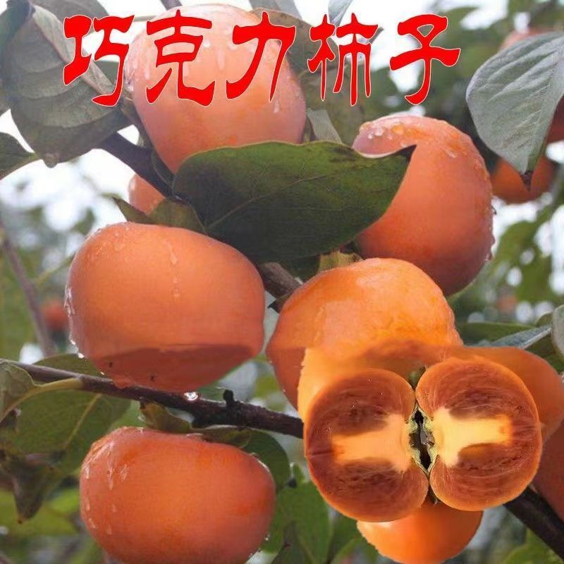 巧克力柿子树苗糖心脆柿果树苗种植地栽不用脱涩甜脆柿子苗
