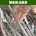 巧克力柿子树苗糖心脆柿果树苗种植地栽不用脱涩甜脆柿子苗