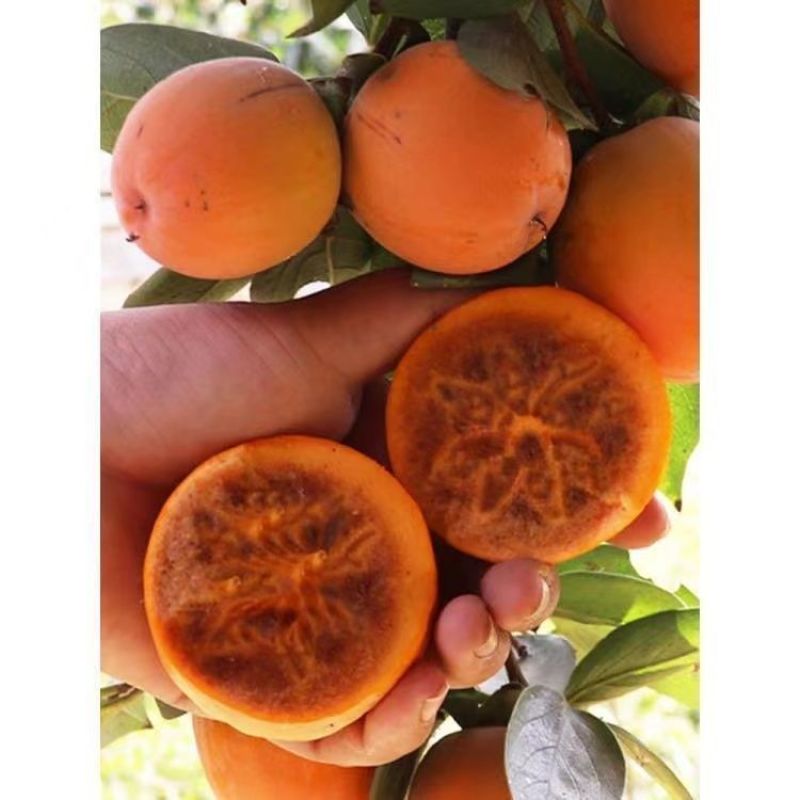 巧克力柿子树苗糖心脆柿果树苗种植地栽不用脱涩甜脆柿子苗