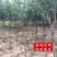 巧克力柿子树苗糖心脆柿果树苗种植地栽不用脱涩甜脆柿子苗