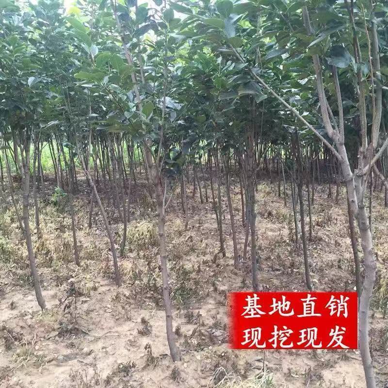 巧克力柿子树苗糖心脆柿果树苗种植地栽不用脱涩甜脆柿子苗