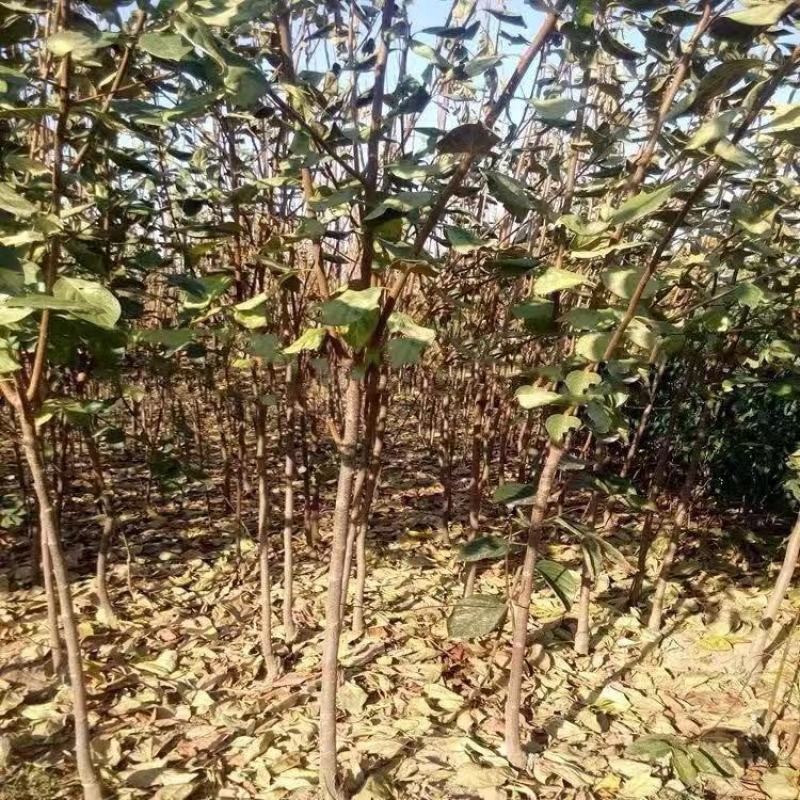 巧克力柿子树苗糖心脆柿果树苗种植地栽不用脱涩甜脆柿子苗