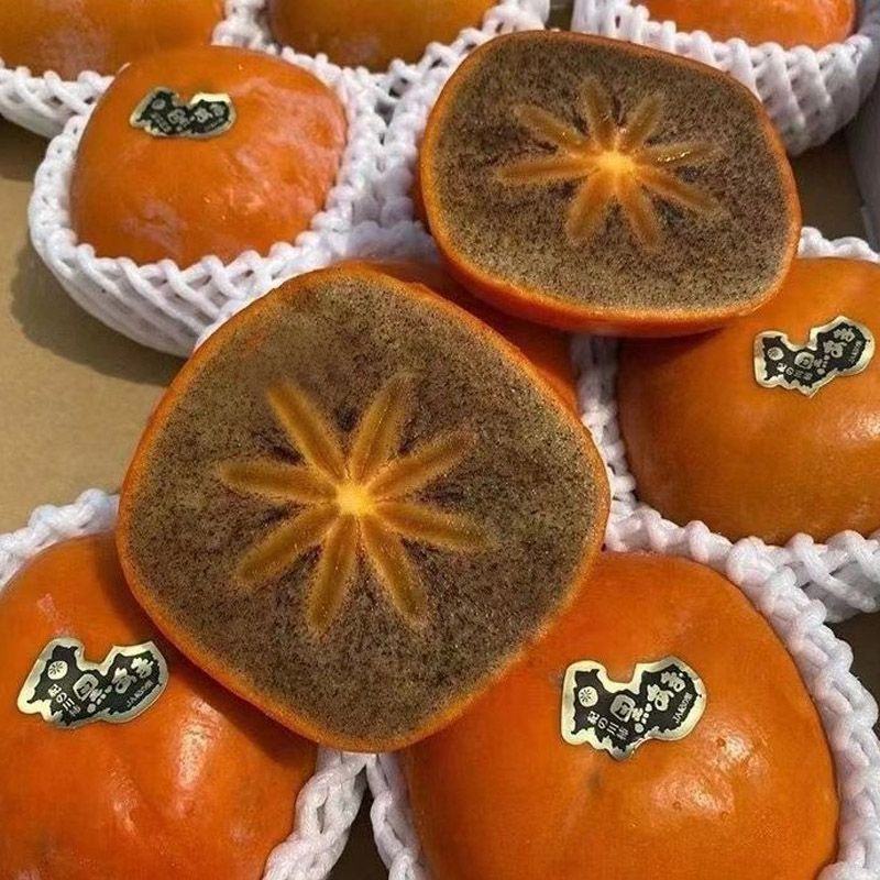 巧克力柿子树苗糖心脆柿果树苗种植地栽不用脱涩甜脆柿子苗