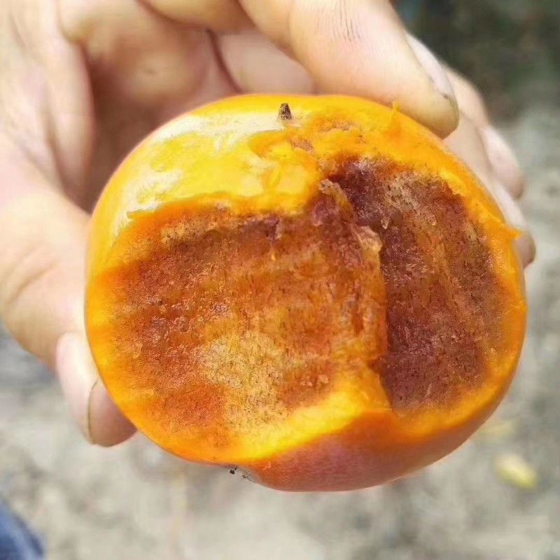 巧克力柿子树苗糖心脆柿果树苗种植地栽不用脱涩甜脆柿子苗