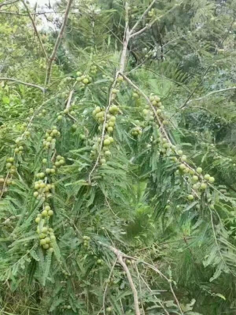 云南乡下山区新鲜滇橄榄余干子