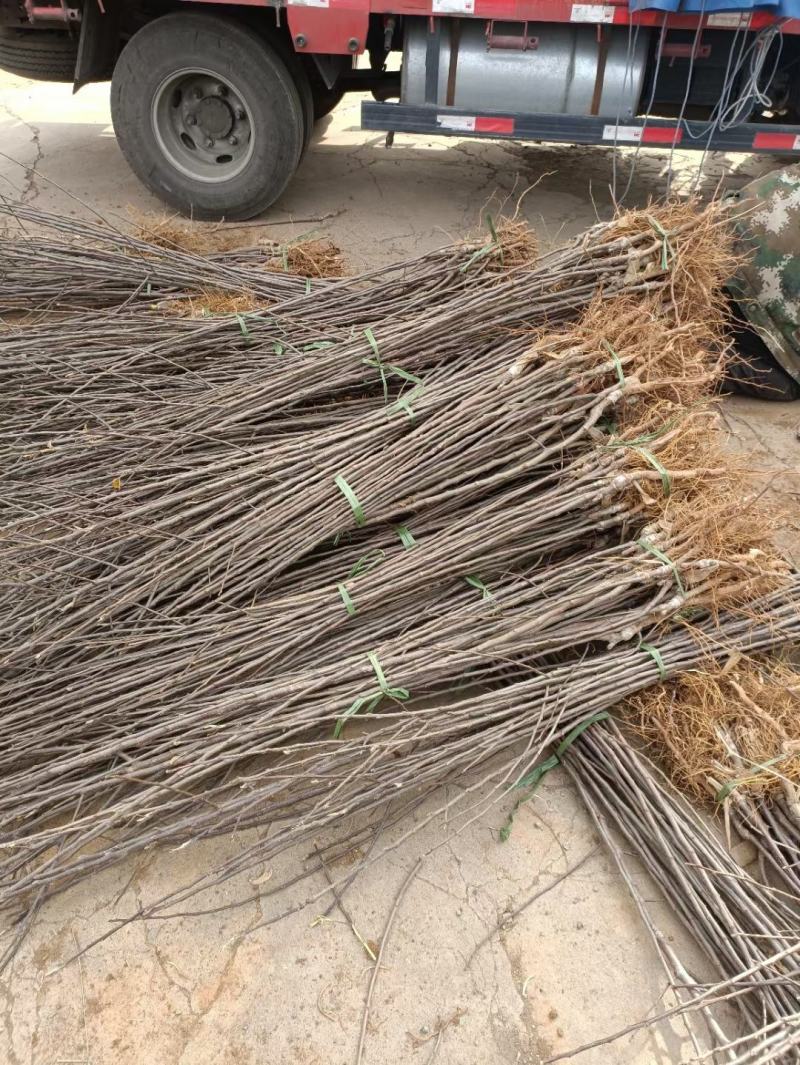苹果苗，苹果树苗，自家苗圃繁育，无中介，欢迎大家
