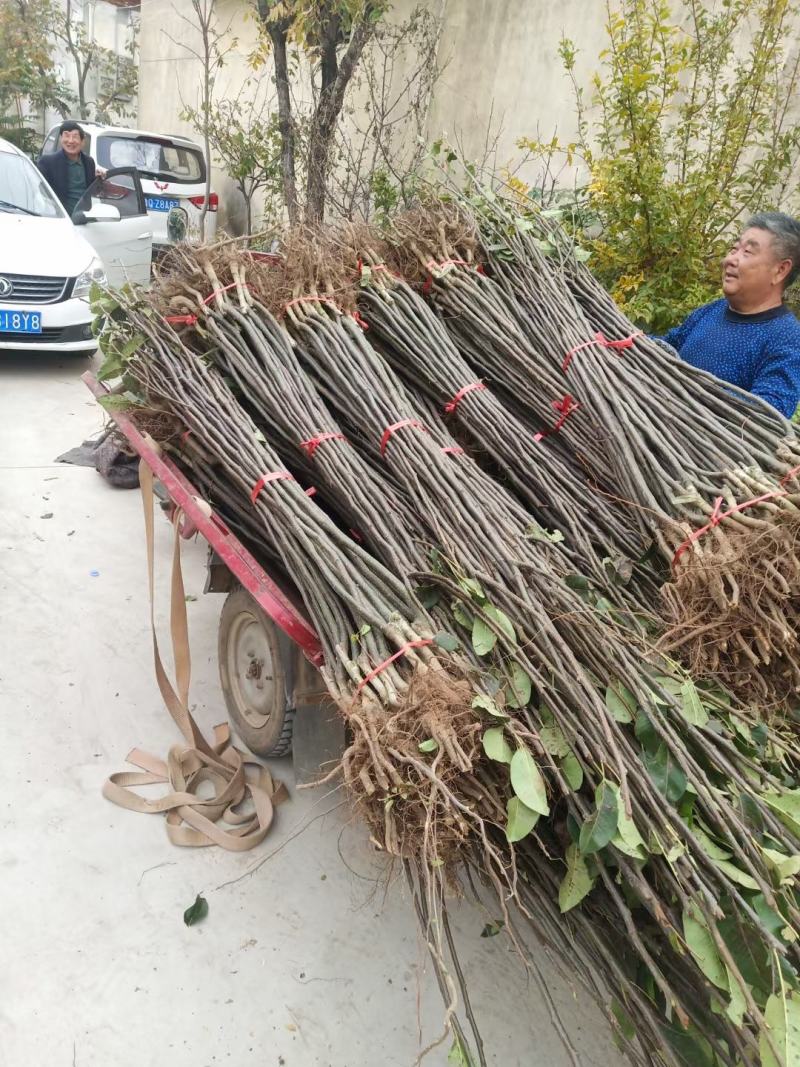 苹果苗，苹果树苗，自家苗圃繁育，无中介，欢迎大家