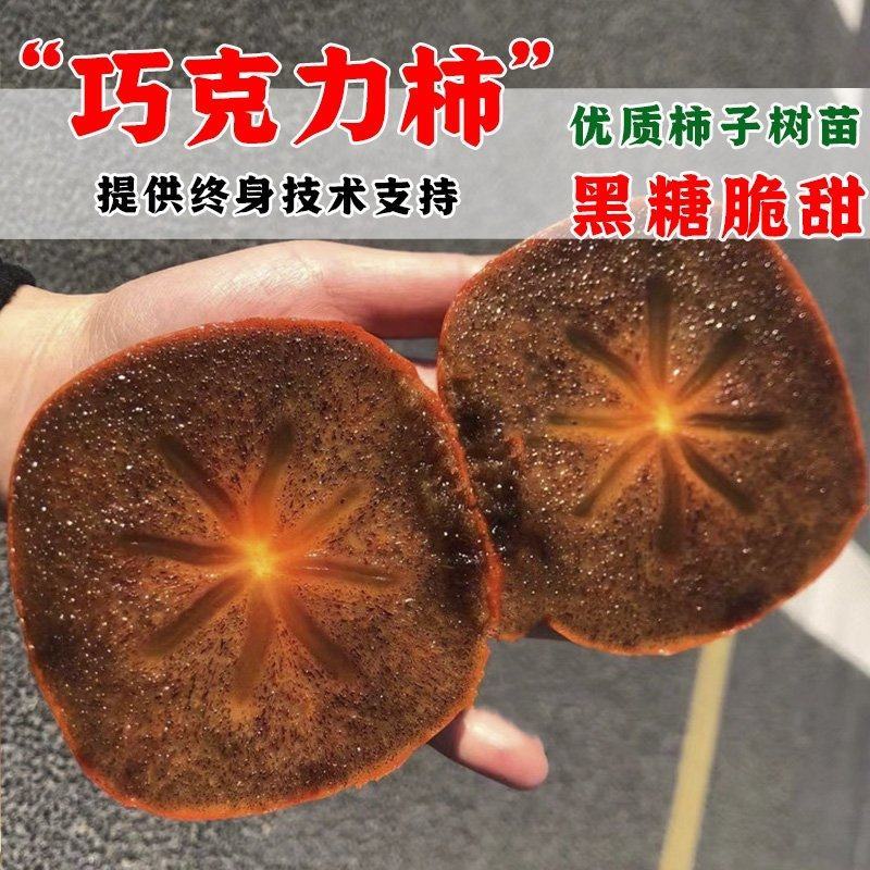 巧克力柿子树苗糖心脆柿果树苗种植地栽不用脱涩甜脆柿子苗