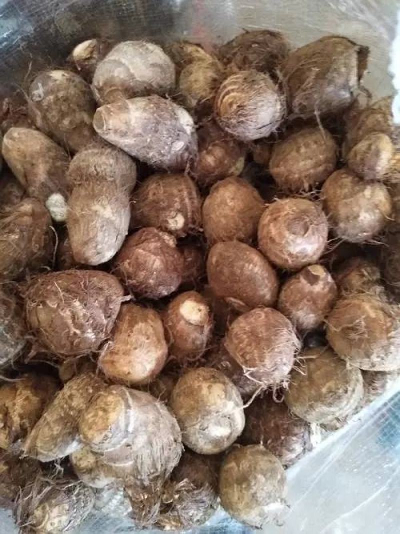 贵州芋头