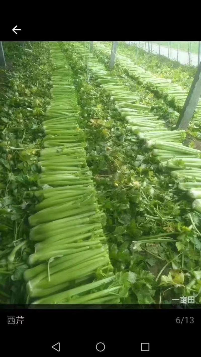 万亩暖棚西芹亮度鲜艳，大中小菜都有，净菜毛菜发往全国各地