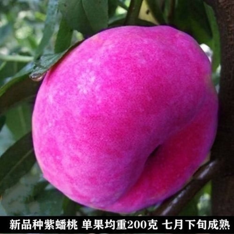 稀有品种紫蟠桃苗蟠桃苗桃树苗冬桃苗当年结果包邮