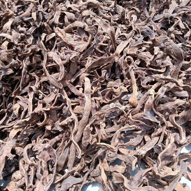 骨碎补