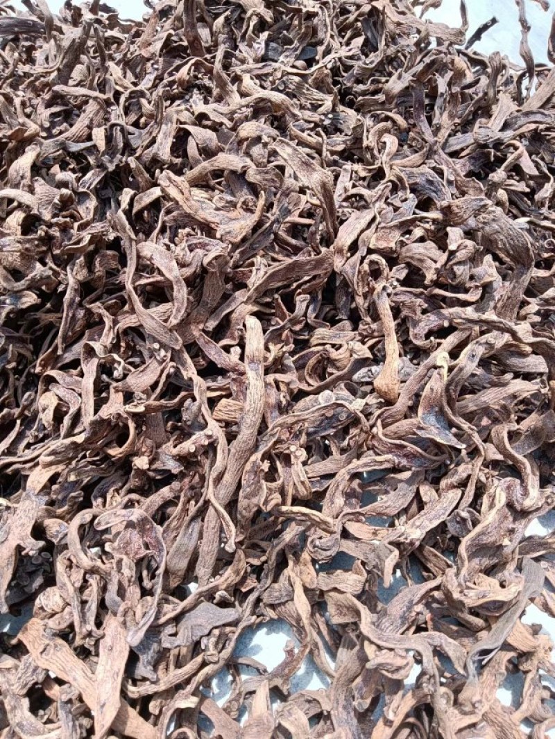 骨碎补