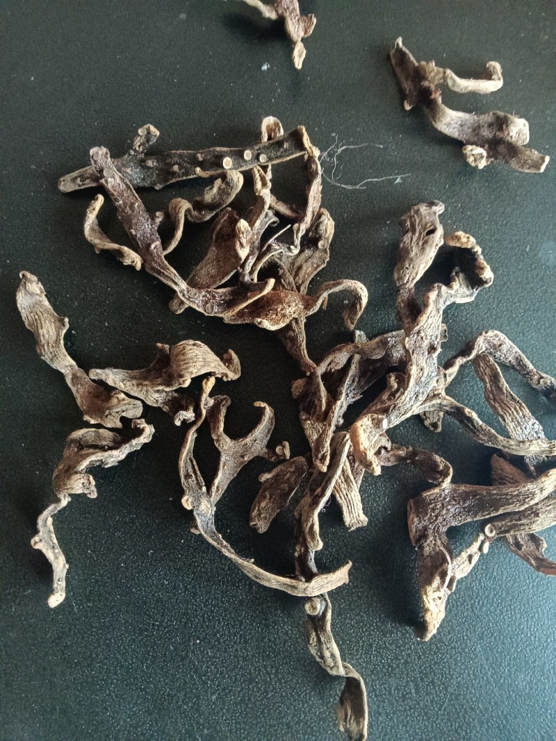 骨碎补
