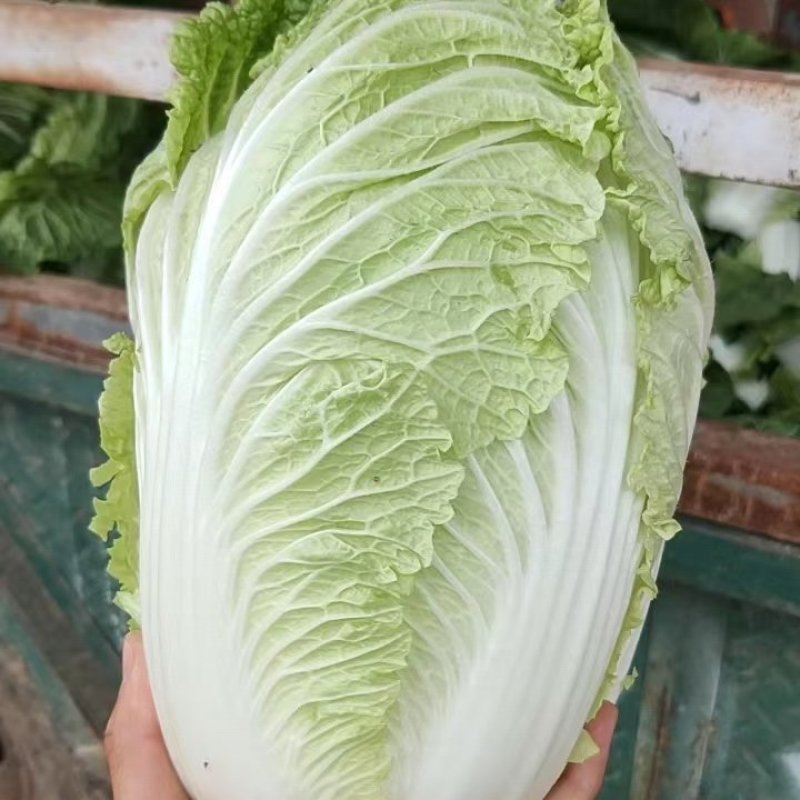 优质夏阳白菜大白菜万亩产地直发商超品质一手货源