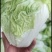 优质夏阳白菜大白菜万亩产地直发商超品质一手货源