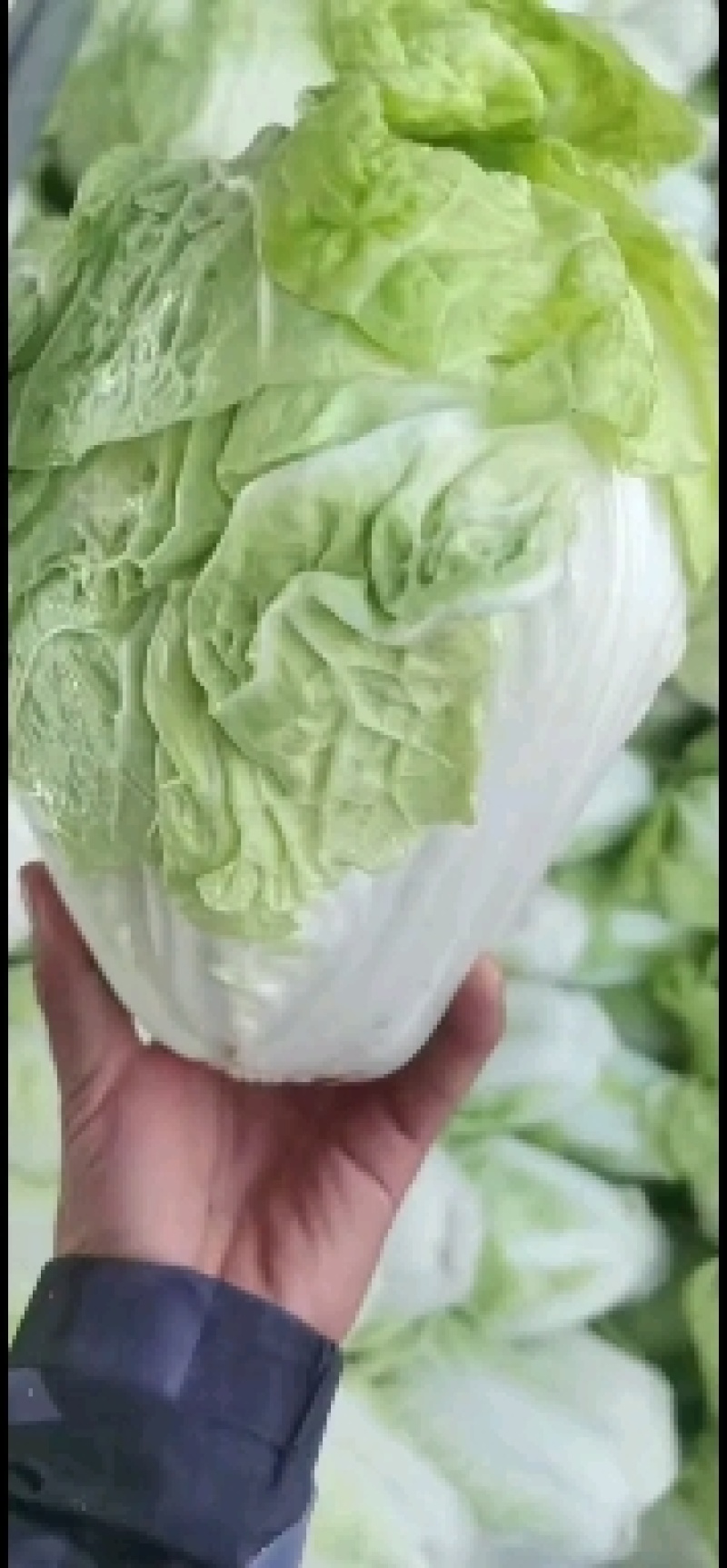优质夏阳白菜大白菜万亩产地直发商超品质一手货源