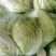 优质夏阳白菜大白菜万亩产地直发商超品质一手货源
