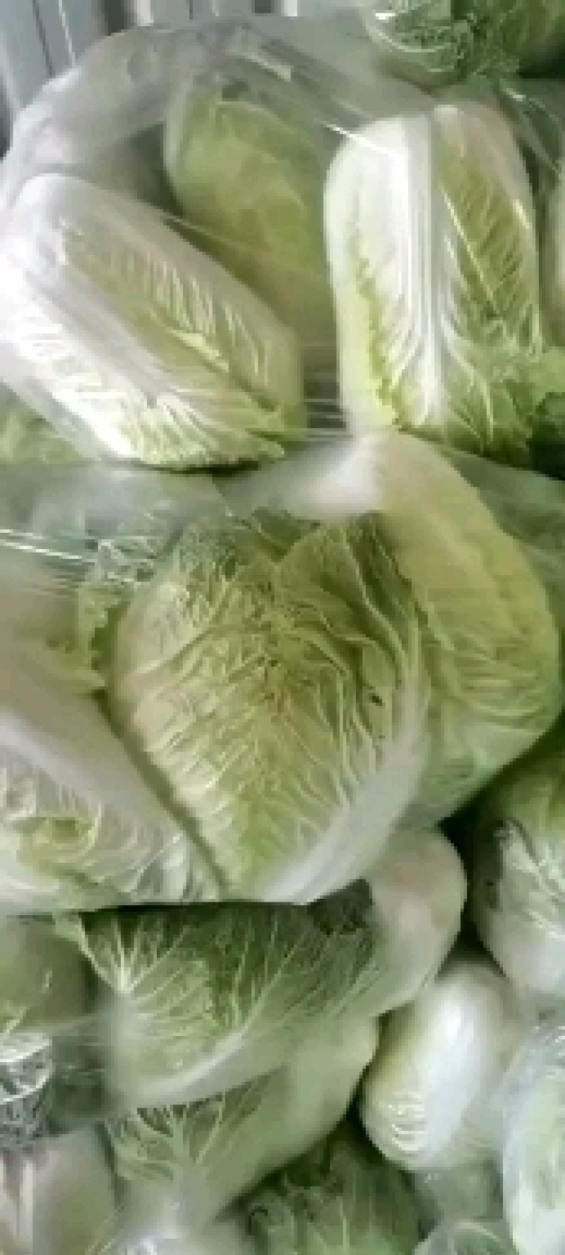 优质夏阳白菜大白菜万亩产地直发商超品质一手货源