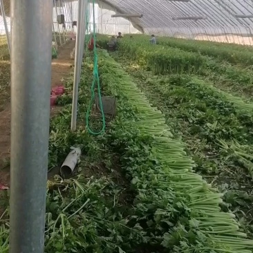 商河万亩芹菜基地，精包装芹菜